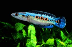 Fakta-fakta Ikan Channa, Salah Satu Predator Air Tawar
