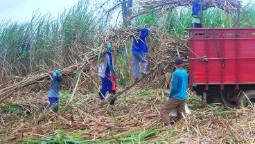 Pemerintah Berikan Subsidi Gula Tebu Kepada Petani Sebesar Rp1.000 Per Kilogram