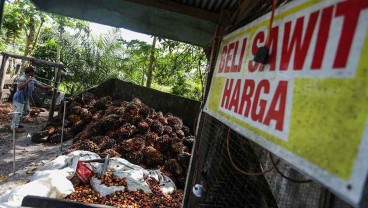 Harga Sawit di Tapanuli Selatan Rontok Rp500 per Kg, Petani Terpaksa Berhenti Panen