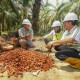 Harga Sawit Petani di Tapanuli Selatan Rp500 per Kg, Terparah Sepanjang Sejarah