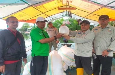 Sulsel Salurkan 250.000 Benih Udang Windu