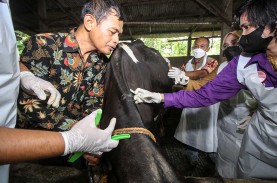 Prihatin! Kerugian Peternak Tembus Rp788,81 Miliar…