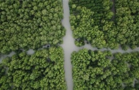 Dekopin Inisiasi Gerakan Penanaman Sejuta Pohon Mangrove di Indonesia