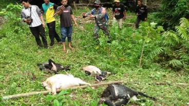 Harimau Dilaporkan Memangsa Sejumlah Kambing di Aceh Selatan