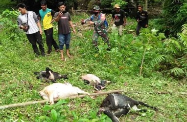 Harimau Dilaporkan Memangsa Sejumlah Kambing di Aceh Selatan