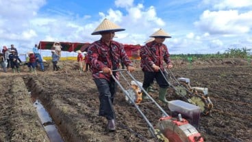 Petani di Lahan Gambut Banyuasin Terapkan Pertanian Ramah Lingkungan