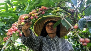 Perkebunan Kawisari, Penghasil Kopi Organik Terbesar