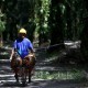 Harga Pupuk Sawit di Riau Mendekati Rp1 Juta per Karung, Petani Menjerit