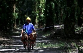 Harga Pupuk Sawit di Riau Mendekati Rp1 Juta per Karung, Petani Menjerit