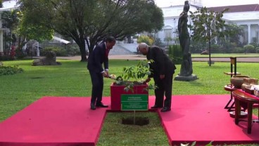 Momen Jokowi dan Presiden Timor Leste Jose Ramos Horta Tanam Pohon Gaharu