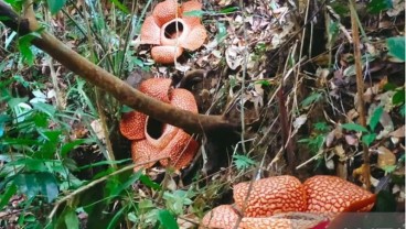 Melihat Keindahan Tiga Bunga Rafflesia Arnoldii yang Mekar Sempurna di Bengkulu