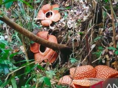 Melihat Keindahan Tiga Bunga Rafflesia Arnoldii yang Mekar Sempurna di Bengkulu