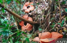 Melihat Keindahan Tiga Bunga Rafflesia Arnoldii yang Mekar Sempurna di Bengkulu