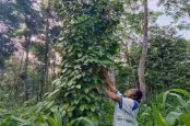 Produksi Lada Putih Tamansari Boyolali Turun