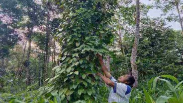 Produksi Lada Putih Tamansari Boyolali Turun