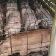 Dua Truk Babi dari Bali Ditolak Masuk Pulau Jawa