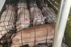 Dua Truk Babi dari Bali Ditolak Masuk Pulau Jawa