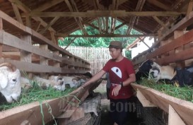 Kinerja Perbibitan Domba Garut di BPPTDK Margawati Lampaui Target