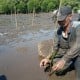 Sulsel Tanam 3.000 Bibit Mangrove di Luwu Timur