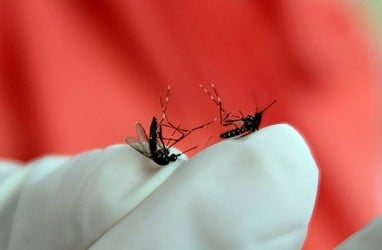 Inovasi Wolbachia Diklaim Mampu Cegah Penyebaran Demam Berdarah