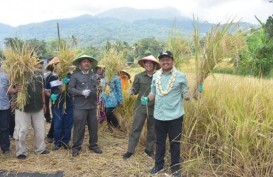 Desa Cikurubuk di Sumedang Jadi Role Model Budi Daya Padi Organik