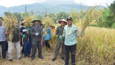 Desa Cikurubuk di Sumedang Jadi Role Model Budi Daya Padi Organik