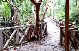 Sulbar Siapkan 125 Hektare Lahan Pertanaman Mangrove