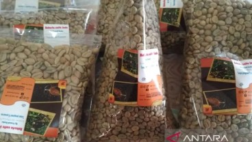 Kopi Muria Diusulkan Jadi Tanaman Khas Kudus