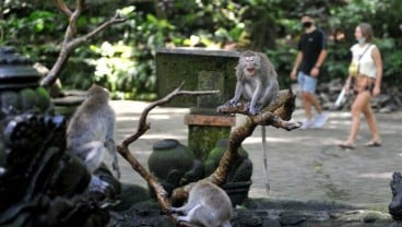 Pemerintah Diminta Mengendalikan Populasi Kera di Ubud