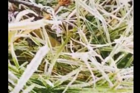 Muncul Embun Es, Pagi Ini Suhu Dieng Minus 1,2 Derajat…