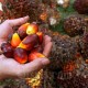 Minyak Nabati Naik, Harga Sawit Riau Pekan Ini Rp1.936,81 per Kg