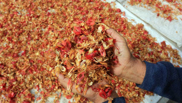 Harga Bunga Pala di Tingkat Petani Mulai Membaik