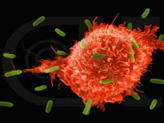 Kiat Meningkatkan Daya Tahan Tubuh Ketika Serbuan Virus Menyerang