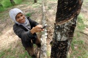 Harga Karet Berfluktuasi, Ekonom: Tekan Industri Ban Indonesia