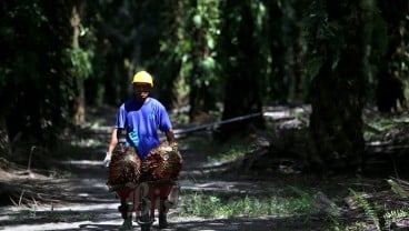 Petani Bisa Sedikit Bernafas Walau Harga Kelapa Sawit Masih Jauh dari Harapan