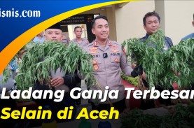 Ladang Ganja Seluas 10 Hektare Ditemukan di Cianjur,…