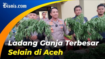 Ladang Ganja Seluas 10 Hektare Ditemukan di Cianjur, Siapa yang Menanam?