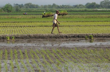 Wilmar Membidik Kemitraan 1.000 Ha Lahan Padi di Sumatra