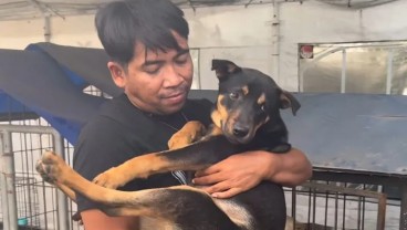 Rumah Jagal Anjing di Surabaya Digerebek