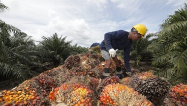 Laba Austindo Nusantara (ANJT) Naik 66 Persen Terdorong Harga Jual