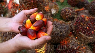 Harga TBS Sawit Merangkak Naik, Mendekati Rp1.500 per Kg