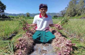 Pakai NPK Pelangi JOS PKT, Produktivitas Bawang Merah di Kintamani Naik 24 Persen