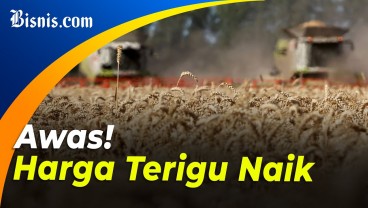 Gara-Gara Perang, Produksi Gandum Ukraina Turun 2 Kali Lipat