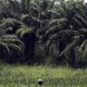 Jejak Kasus Duta Palma Surya Darmadi Hingga Rugikan Negara Rp78 Triliun
