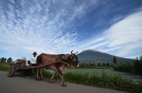 Ini 7 Gunung Tertinggi di Indonesia, Ada yang Setengah…