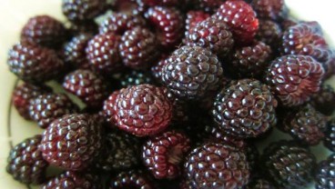 Ini Khasiat Buah Raspberry, Bisa Cegah Diabetes