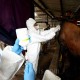 Satgas Klaim Indonesia Berhasil Kendalikan Virus Penyakit Mulut dan Kuku