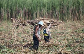 Petani Tebu di Situbondo Demonstrasi Pabrik Gula, Ini Aspirasinya