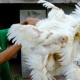 Tekanan Cuan CPIN, JPFA, dan Ancaman Malaysia Buka Kembali Ekspor Ayam