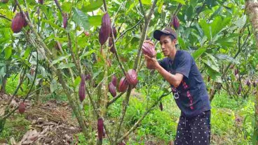 Banyak Alih Fungsi Lahan, Luas Kebun Kakao Jatim Turun